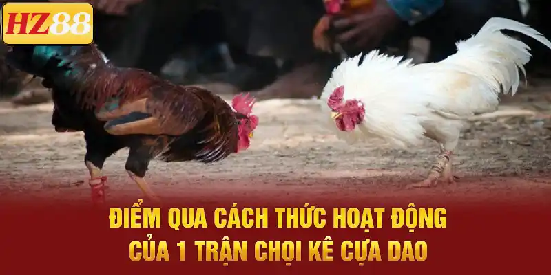 Đá gà cựa dao