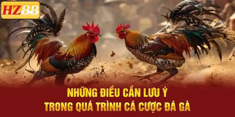 đá gà cựa dao